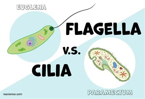 how are flagella similar to cilia in structure and function
